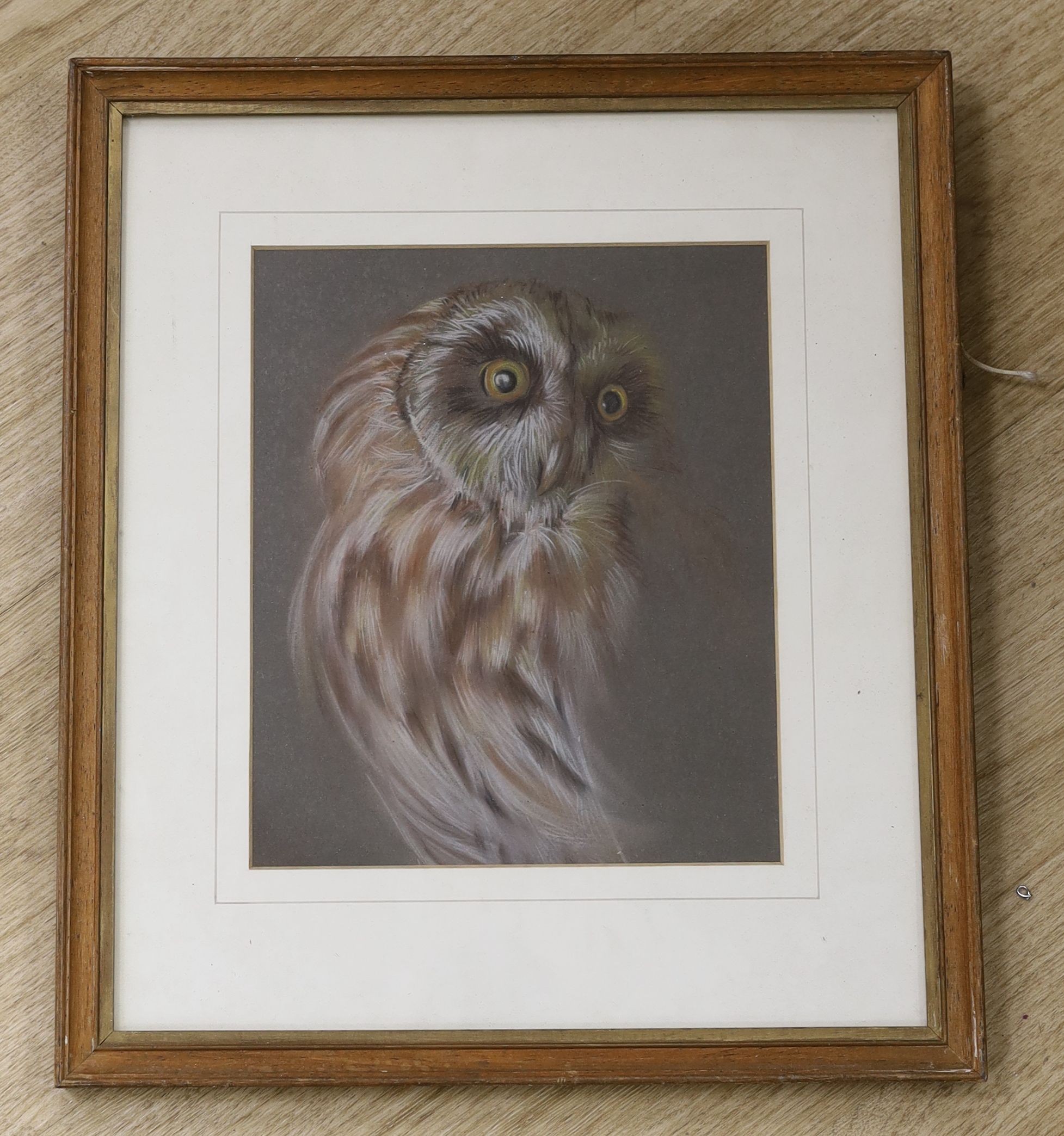 Amanda Reynold, pastel, Study of an owl, signed and dated 1974, 25 x 21cm